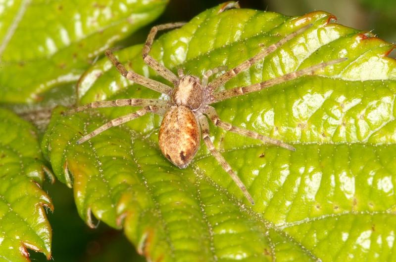 Philodromus_aureolus_D6074_Z_90_Les Gris_Frankrijk.jpg